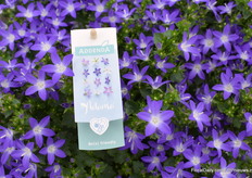 De Adamsa Purple met hun nieuwe, biologische afbreekbare, label met bamboestok.